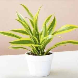 NEW - Glossy White Ceramic Flower Plant Pot - Small
